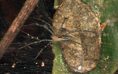 Aglaoctenus castaneus