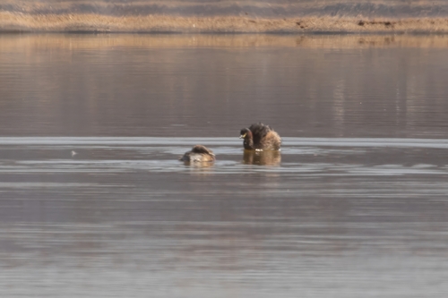 Australasian Grebe