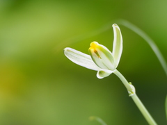 Albuca humilis