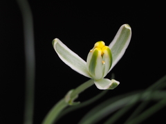 Albuca humilis
