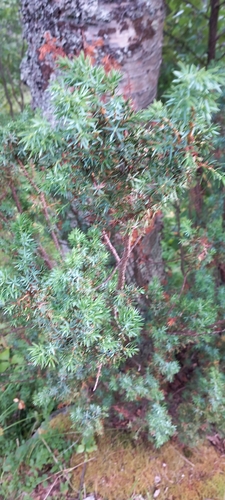 common juniper
