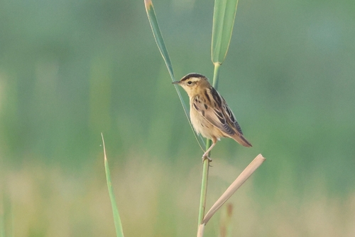 Carricerín cejudo (Acrocephalus paludicola)