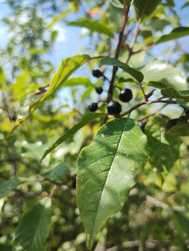 alder buckthorn