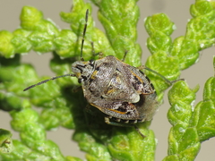 Holcogaster fibulata