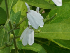 Rhinacanthus nasutus