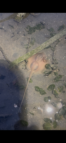 Dwarf whipray