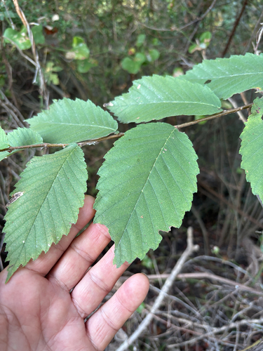 Featured image for “American elm”