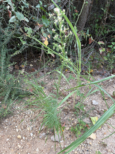 Featured image for “horseweed”