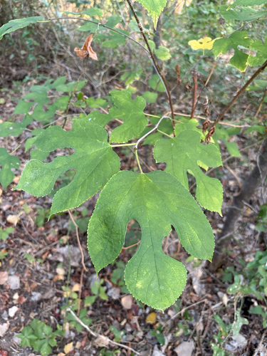 Featured image for “red mulberry”