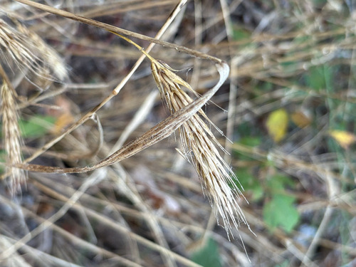 Featured image for “Virginia wildrye”