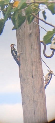 Syrian Woodpecker