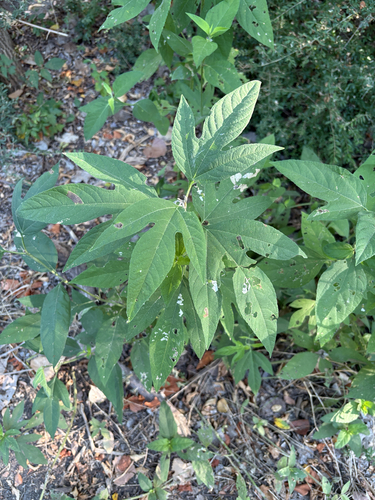 Featured image for “giant ragweed”