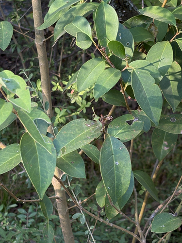 Featured image for “tree privet”