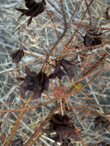 Featured image for “Illinois bundleflower”