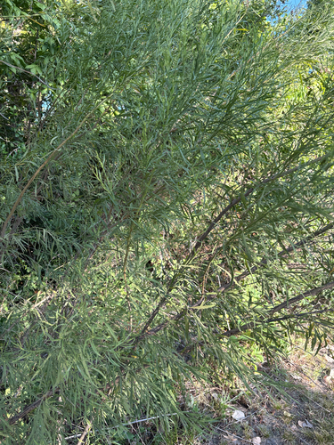 Featured image for “Poverty Weed”