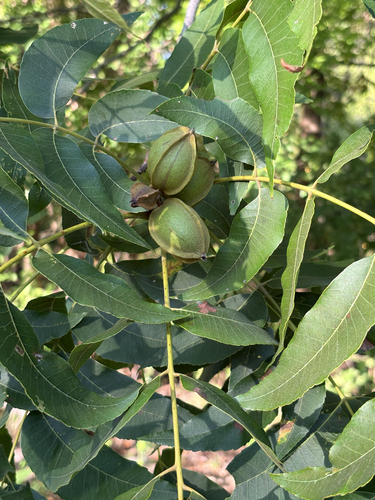 Featured image for “pecan”