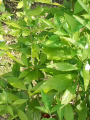 Rhinacanthus nasutus