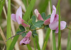 Chamaecytisus purpureus