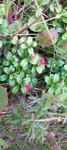 Lingonberry