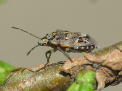 Holcogaster fibulata
