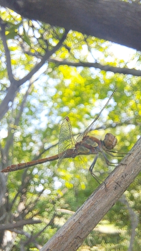 Common Darter