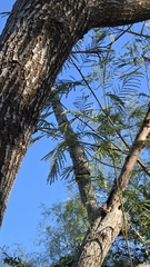 (c) Nicole, some rights reserved (CC BY) Leucaena pulverulenta, photograph (c) Nicole, some rights reserved (CC BY)