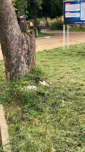 Common Bulbul