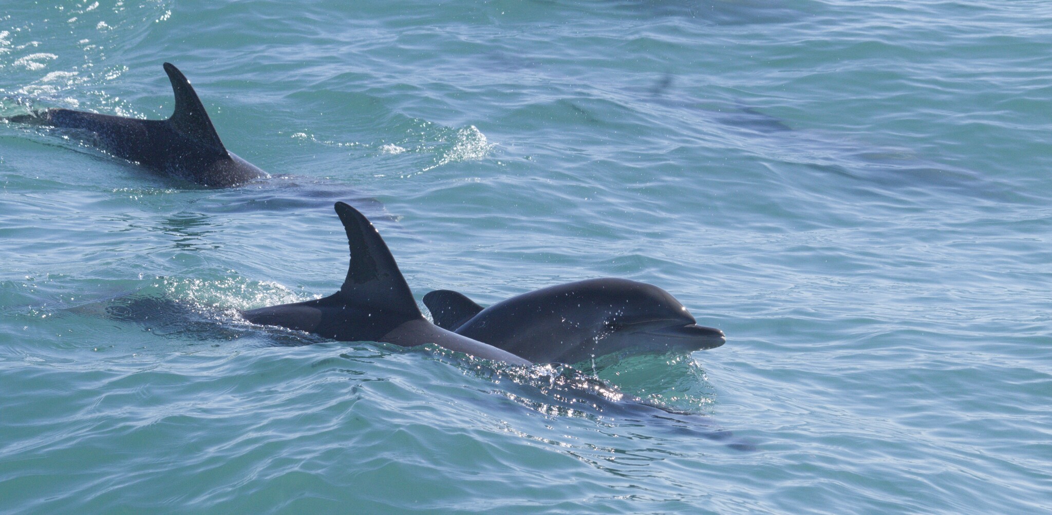 Stenella frontalis