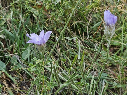 Catananche caerulea