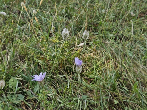 Catananche caerulea, photograph 1