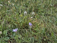 Catananche caerulea, photograph (c) Marc Riera, some rights reserved (CC BY)