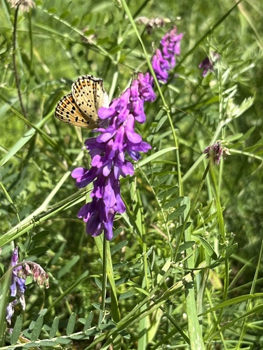 Sooty Copper