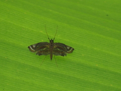 Eoophyla gibbosalis