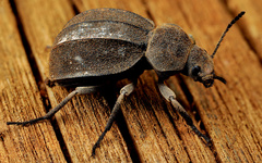 Somaticus