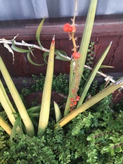 Sansevieria fischeri