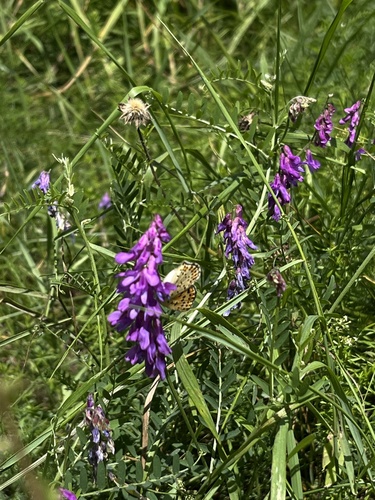 tufted vetch