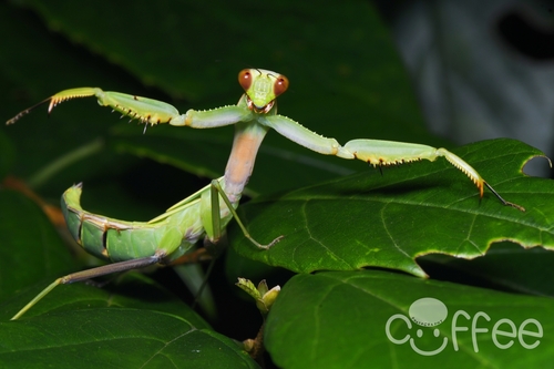 Chinese Reddish Mantis