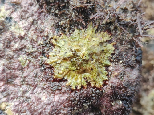 Scutellastra flexuosa observed 2026-06-14