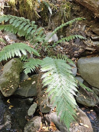 iNaturalist observation photo of giant chain fern