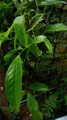 Artabotrys hexapetalus