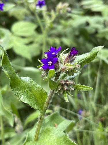 common alkanet