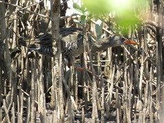 Rallus longirostris berryorum