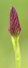 Anacamptis