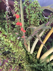 Sansevieria fischeri