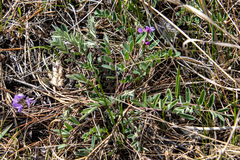 Gueldenstaedtia verna