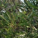 Acacia cyclops