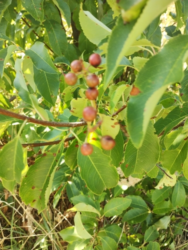 black cherry
