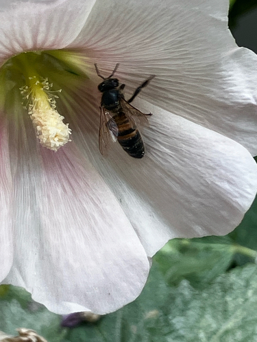 Western Honey Bee