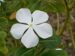 Catharanthus roseus