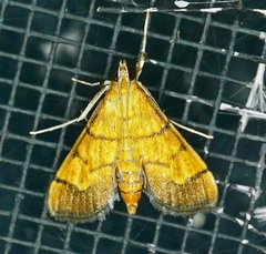 Orphanostigma haemorrhoidalis